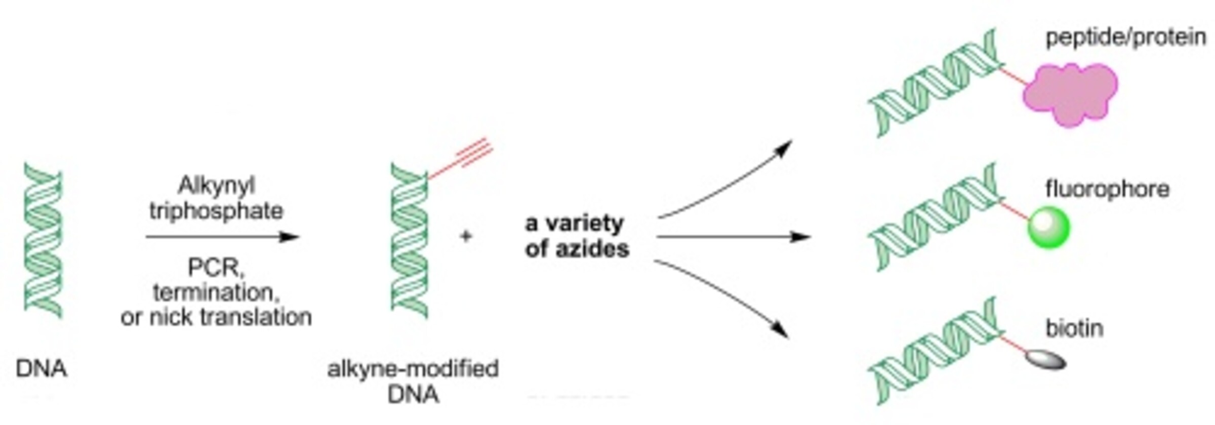 click chemistry labeling of DNA